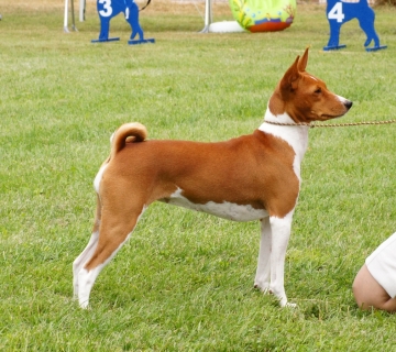 BKD Club Show Germany