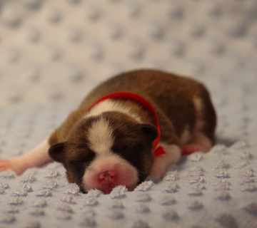 Miot/Litter A (Goldi i Malik)