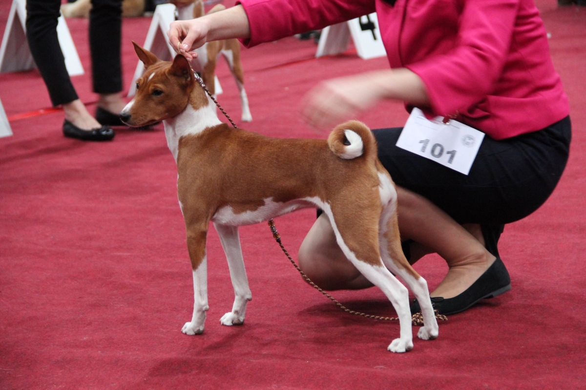 03.02.18 Klubowa wystawa szpic&oacute;w i ps&oacute;w ras pierwotnych